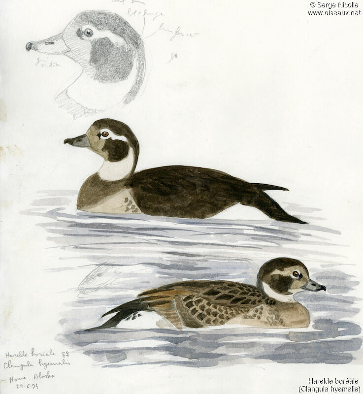 Long-tailed Duck female adult breeding, identification
