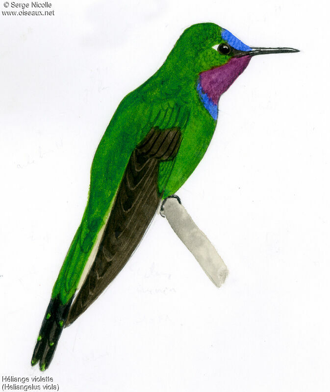Purple-throated Sunangel, identification