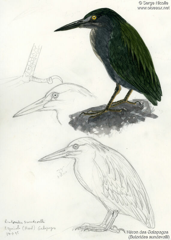 Lava Heron, identification
