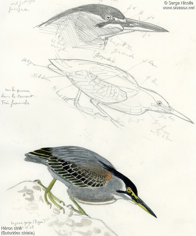 Striated Heron, identification