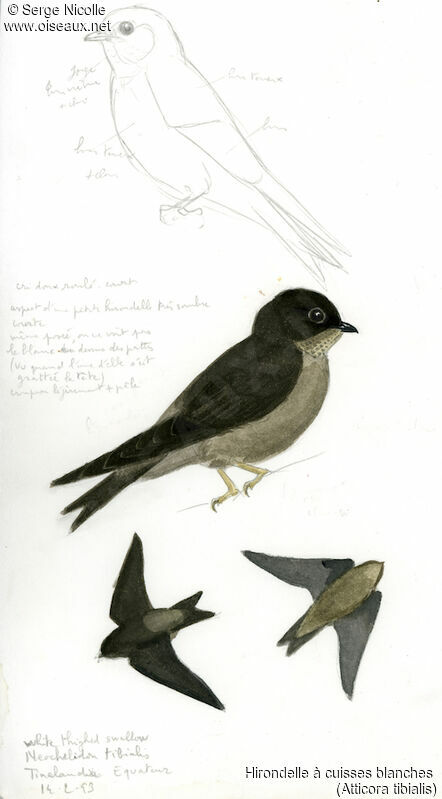 White-thighed Swallow, identification