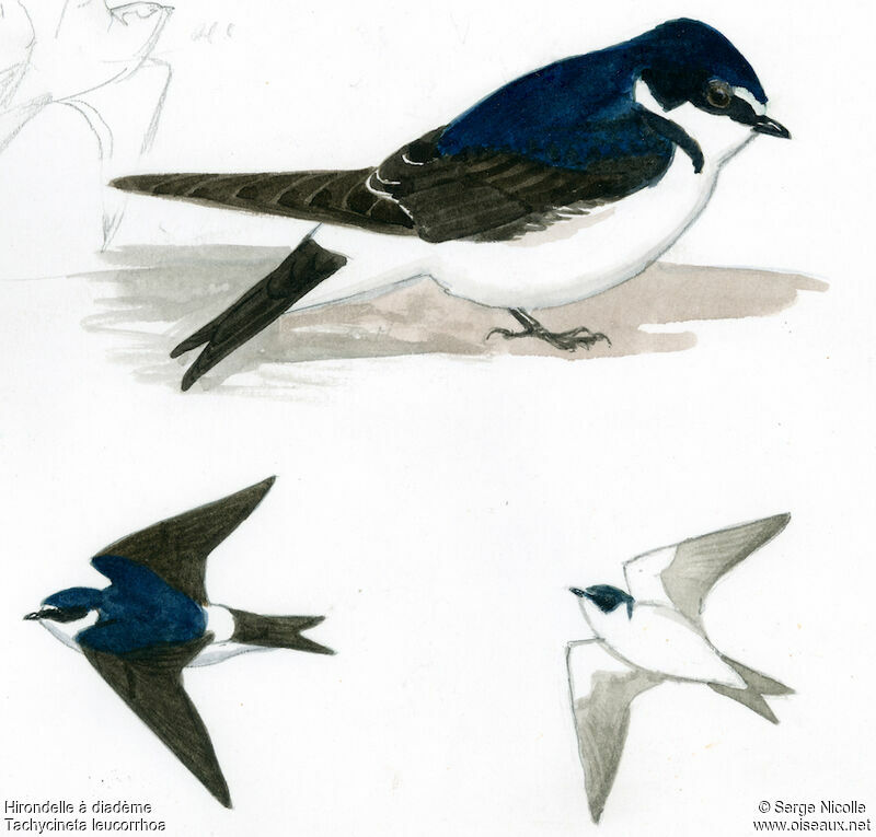 White-rumped Swallow, identification