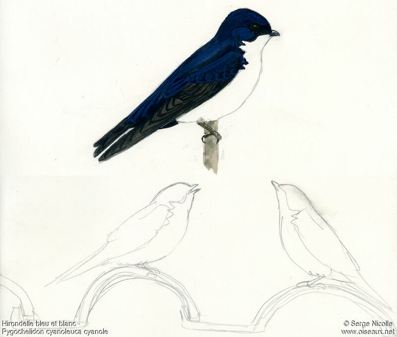 Blue-and-white Swallow, identification