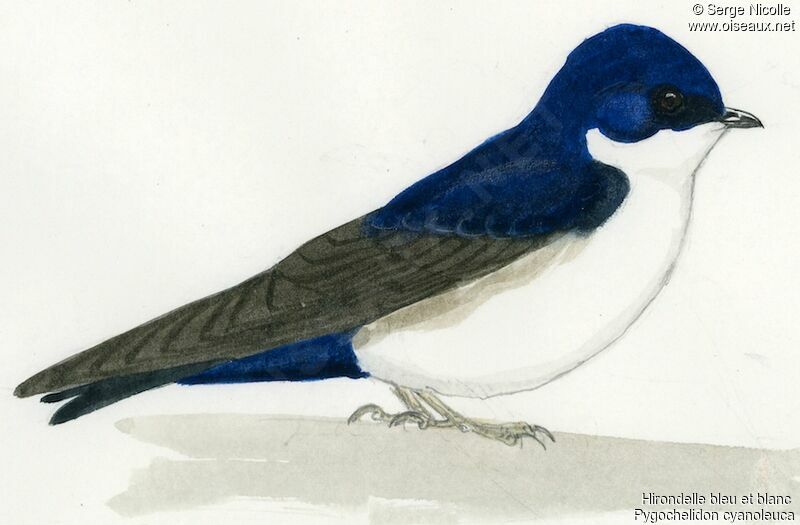 Blue-and-white Swallow, identification