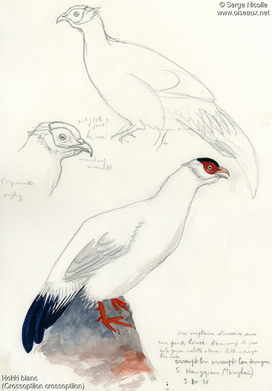 White Eared Pheasant, identification