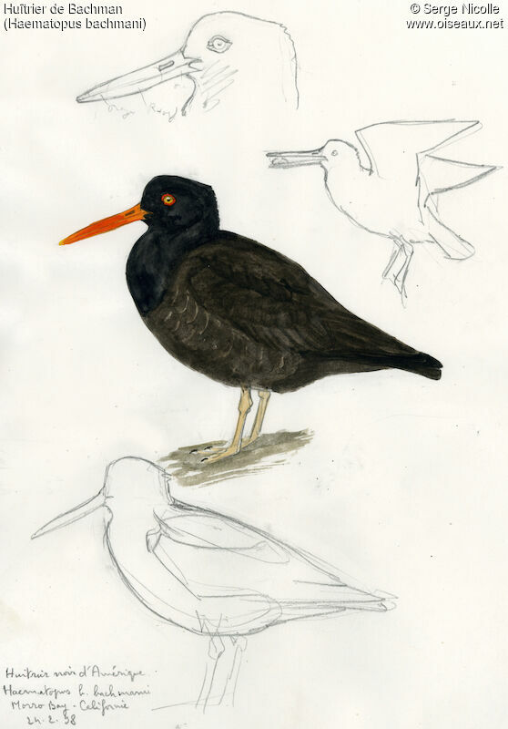 Black Oystercatcher, identification