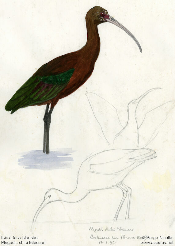 Ibis à face blanche, identification