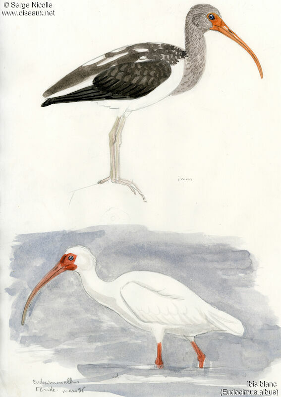Ibis blancimmature, identification