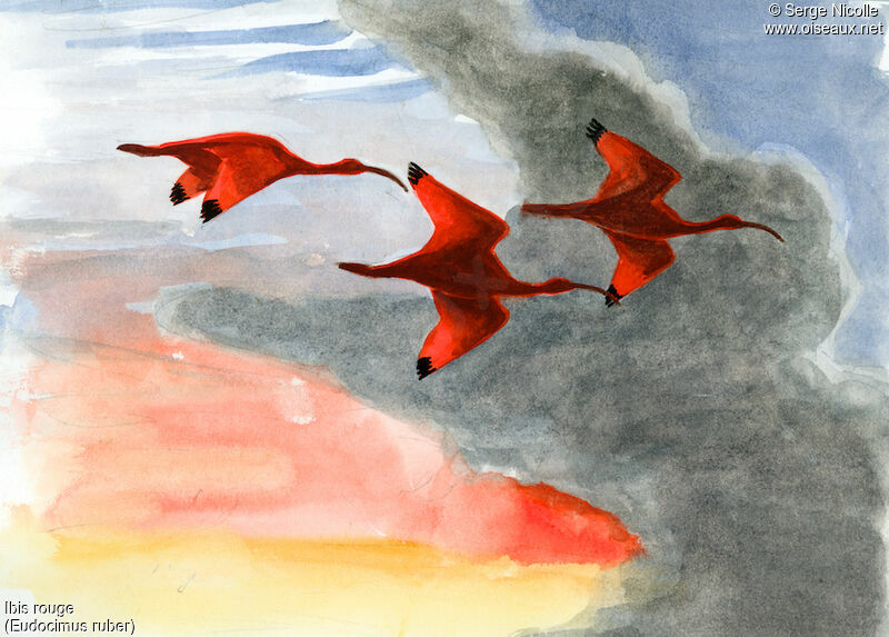 Ibis rouge, identification