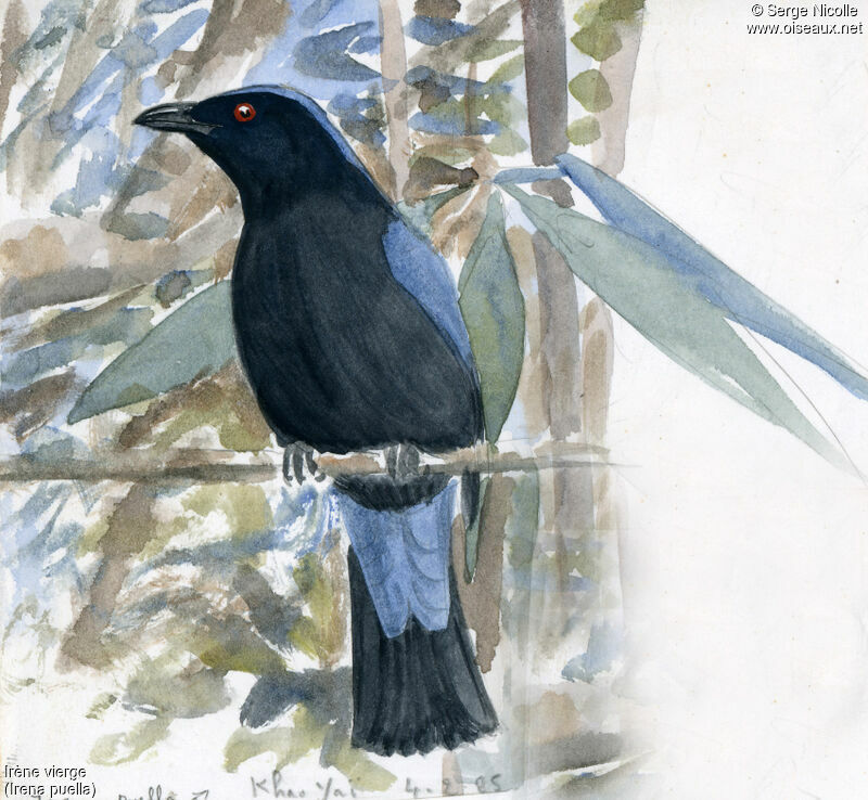 Asian Fairy-bluebird, identification