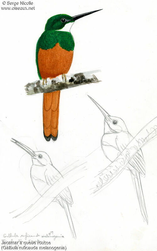 Rufous-tailed Jacamar, identification