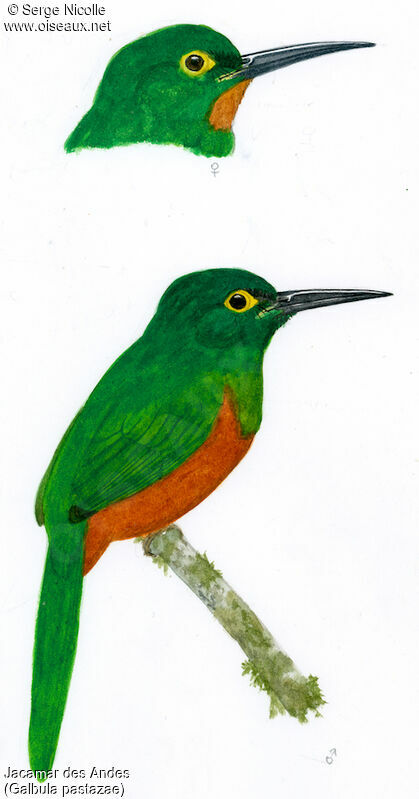 Coppery-chested Jacamar , identification