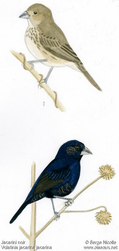 Blue-black Grassquit , identification