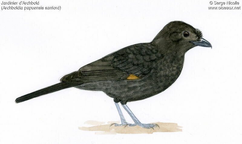 Archbold's Bowerbird female, identification