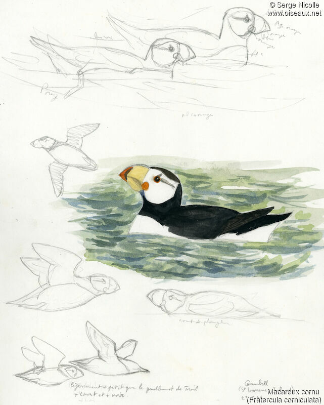 Horned Puffin, identification