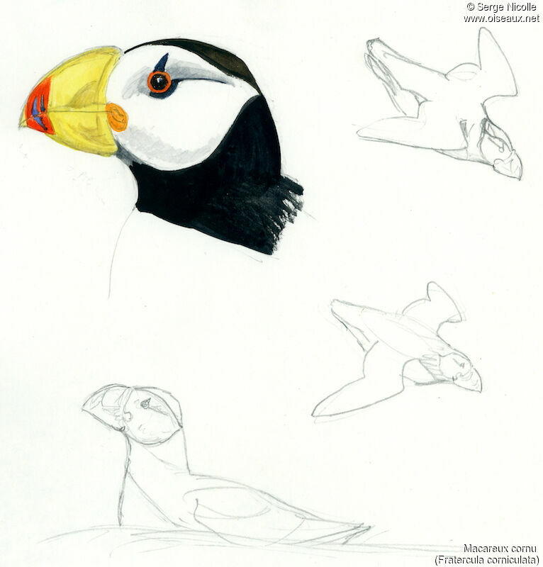 Horned Puffin, identification