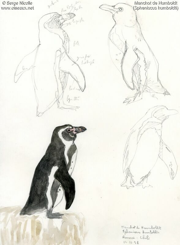 Humboldt Penguin, identification
