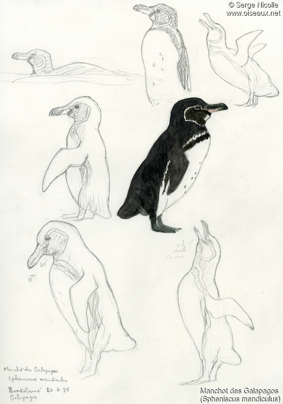 Galapagos Penguin, identification