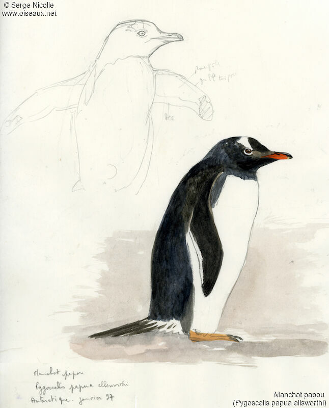 Gentoo Penguin, identification