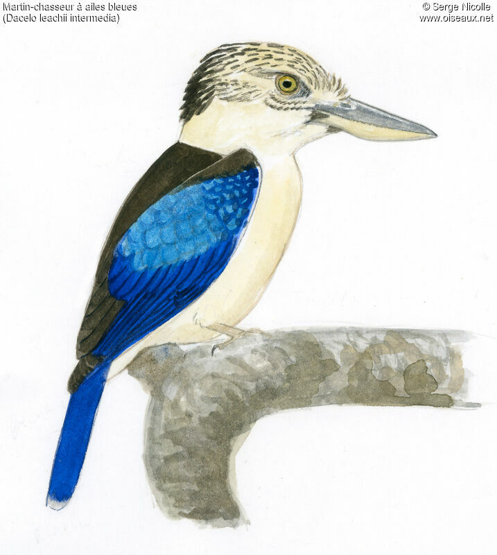 Martin-chasseur à ailes bleues, identification