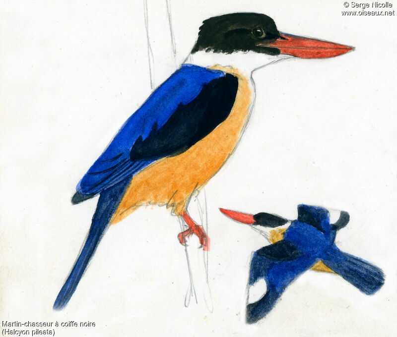 Black-capped Kingfisher, identification