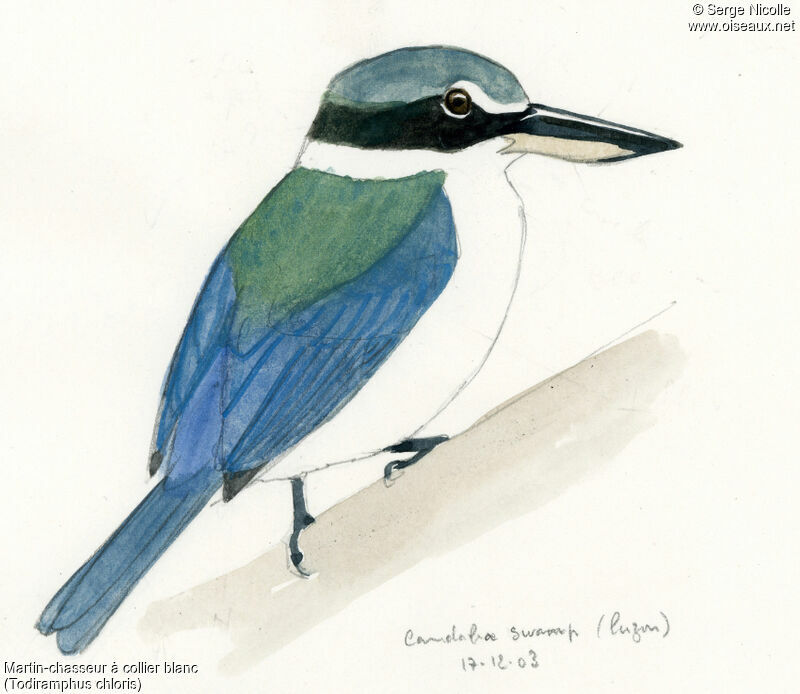 Collared Kingfisher, identification
