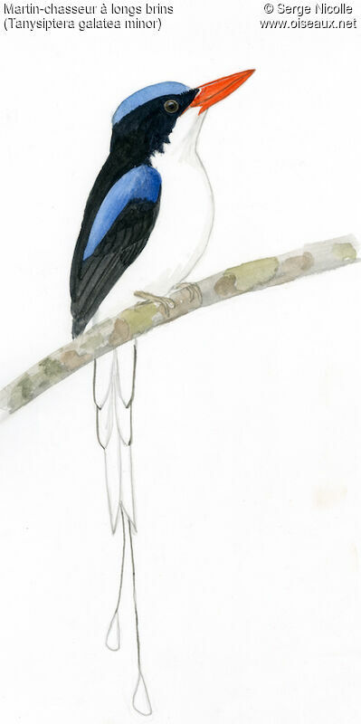 Common Paradise Kingfisher, identification