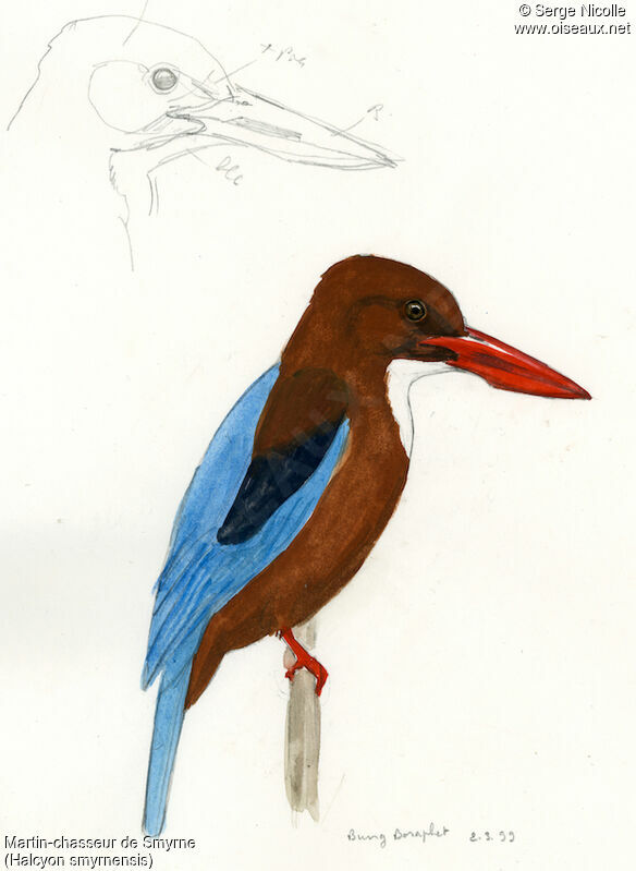 White-throated Kingfisher, identification