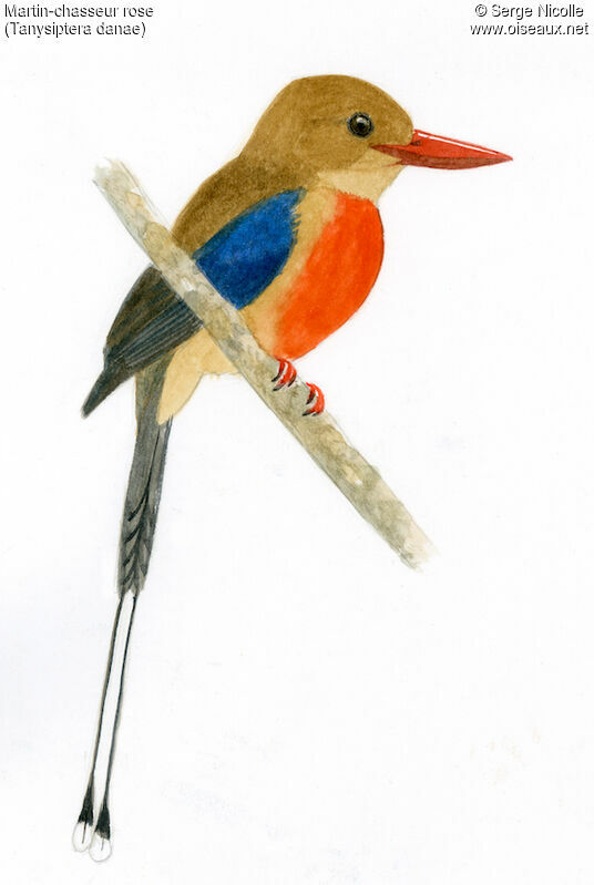 Brown-headed Paradise Kingfisher, identification