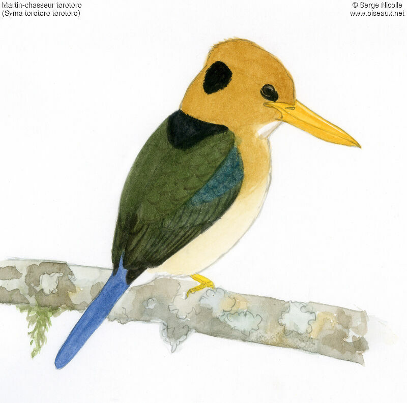 Yellow-billed Kingfisher, identification