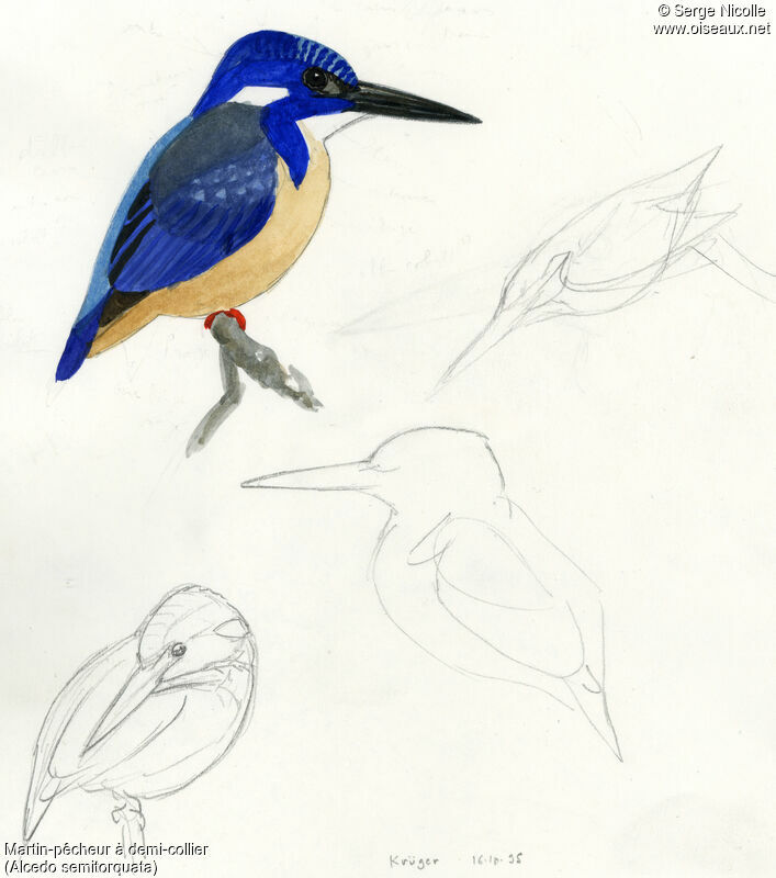 Half-collared Kingfisher, identification