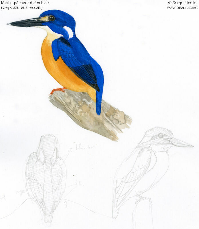 Azure Kingfisher, identification