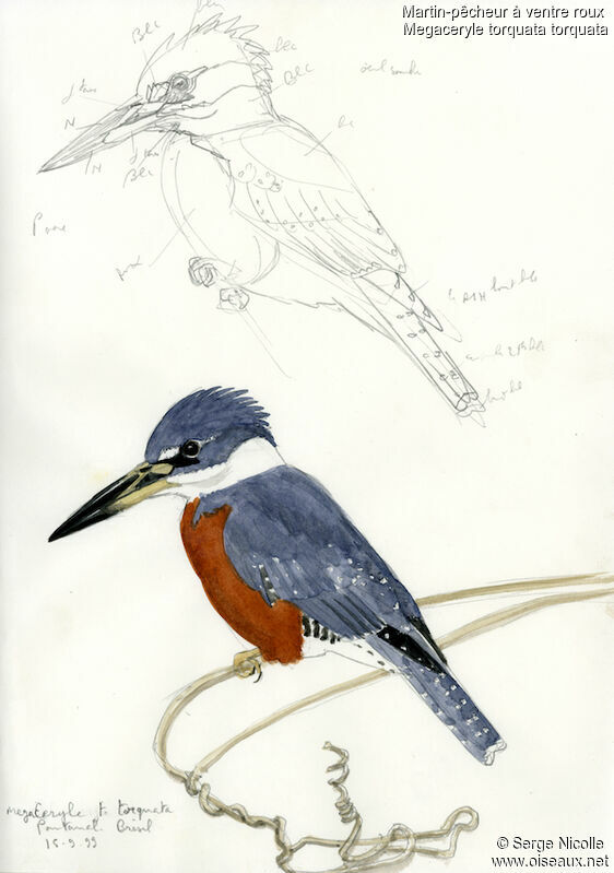 Ringed Kingfisher, identification