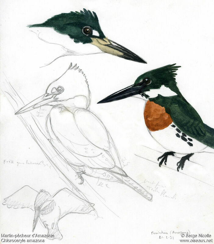 Amazon Kingfisher male, identification