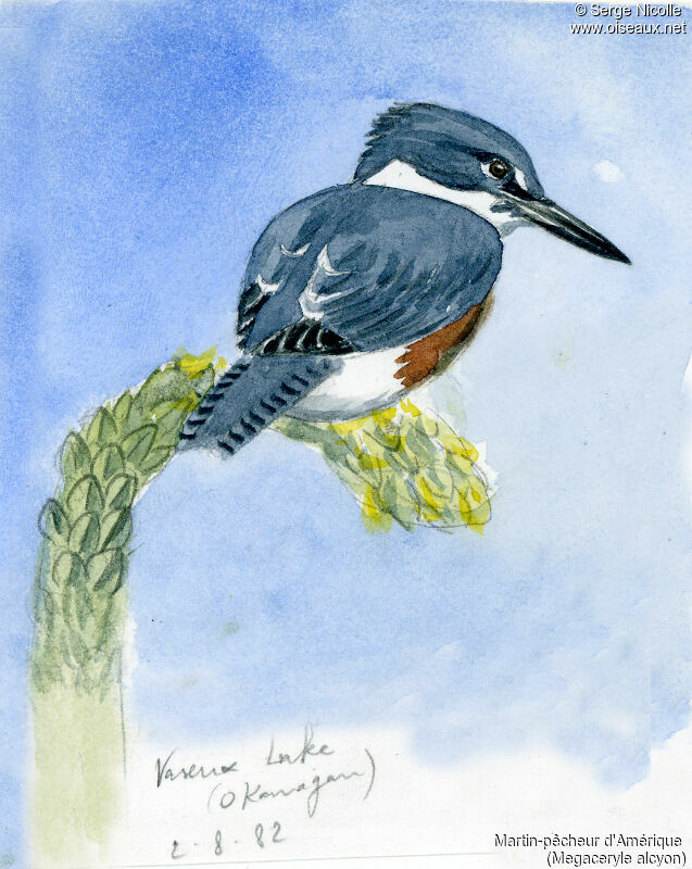 Belted Kingfisher, identification