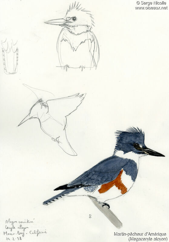 Belted Kingfisher female, identification