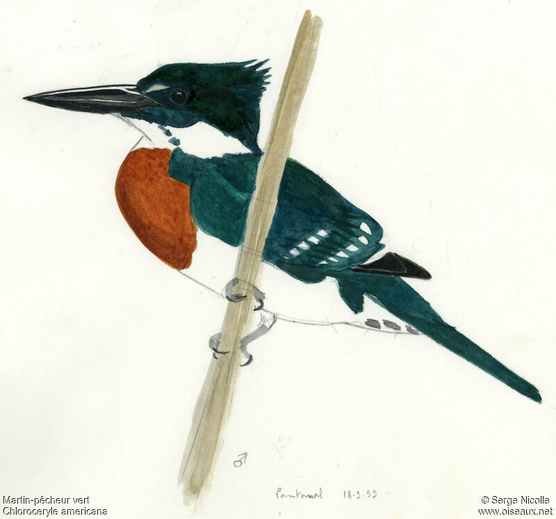 Green Kingfisher male, identification