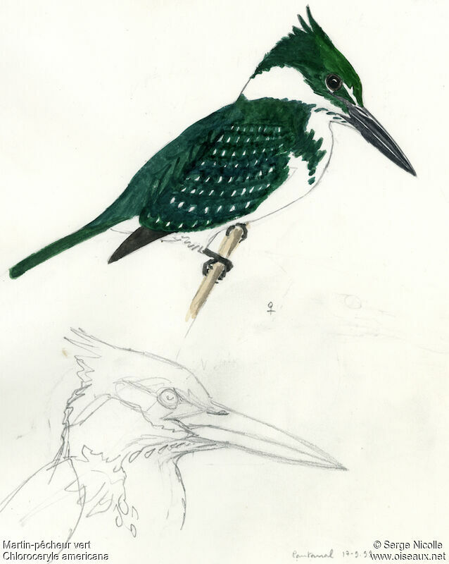 Martin-pêcheur vert femelle, identification