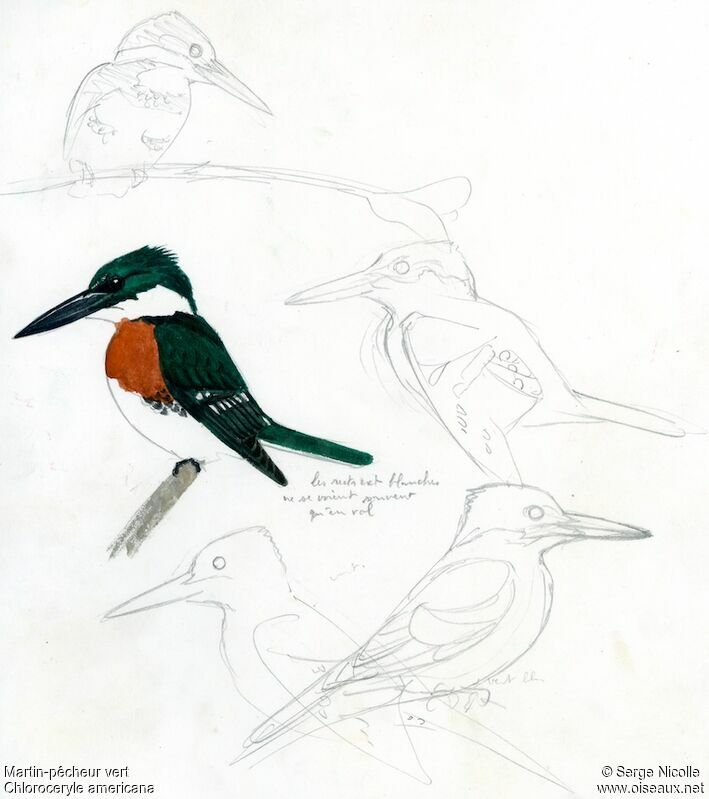 Green Kingfisher, identification