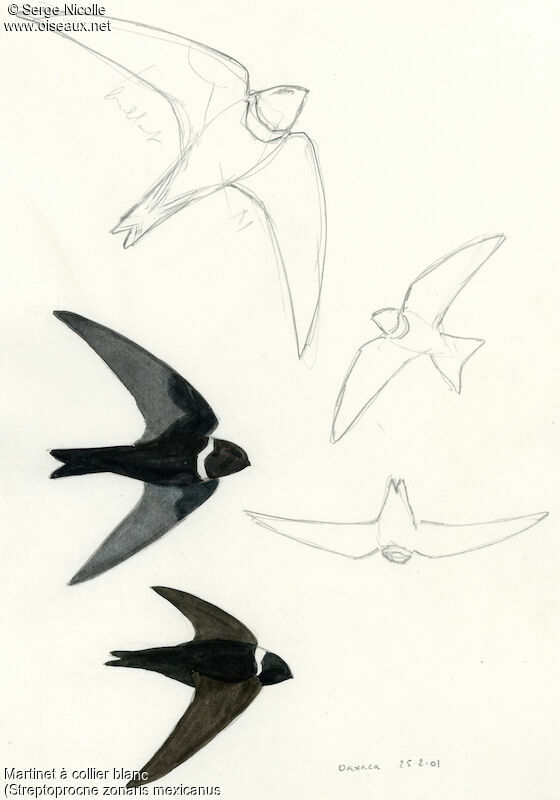 White-collared Swift, identification