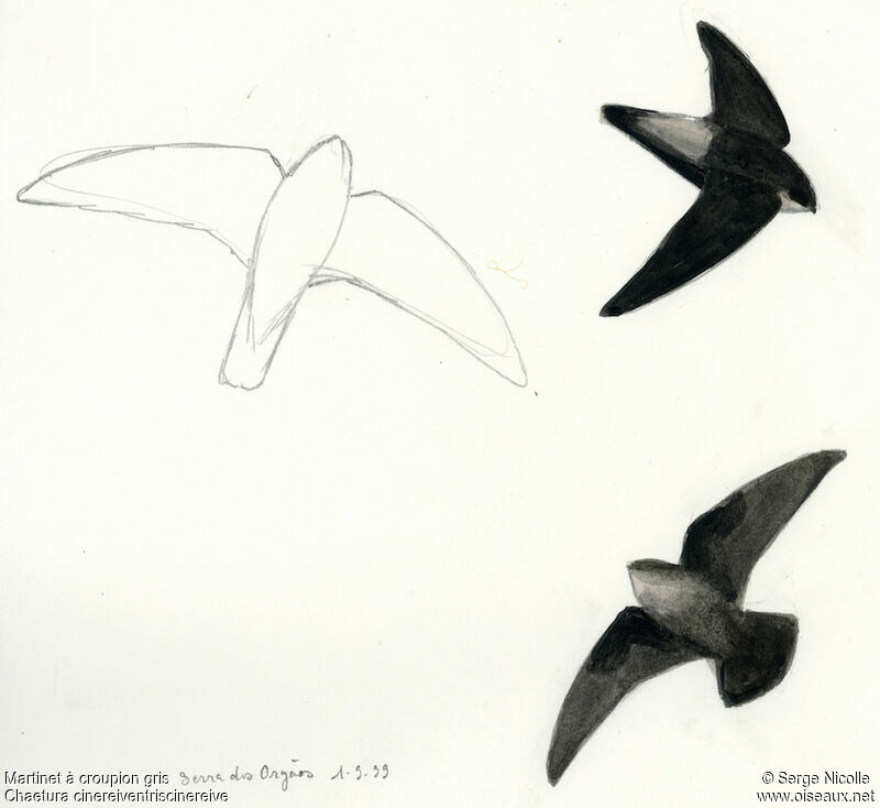 Grey-rumped Swift, identification