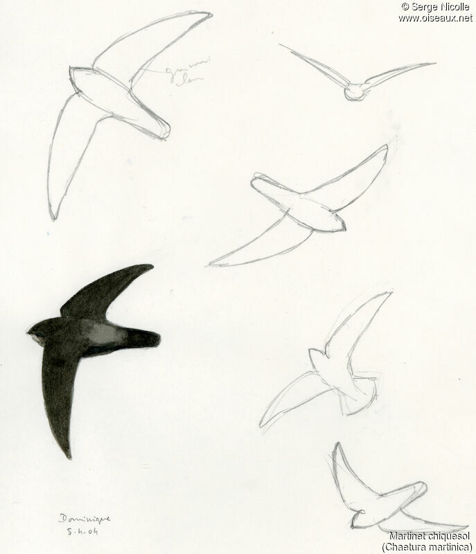 Lesser Antillean Swift, identification