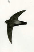 Lesser Antillean Swift