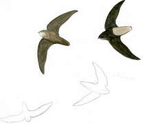 Ashy-tailed Swift