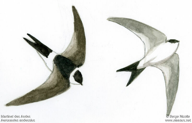 Andean Swift, identification