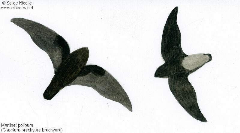 Short-tailed Swift, identification