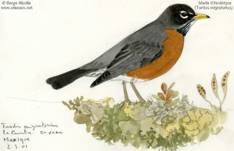 American Robin, identification