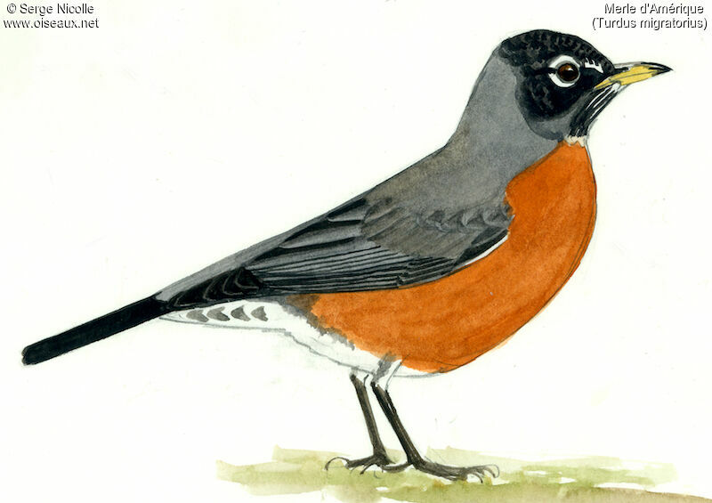 American Robin male adult, identification