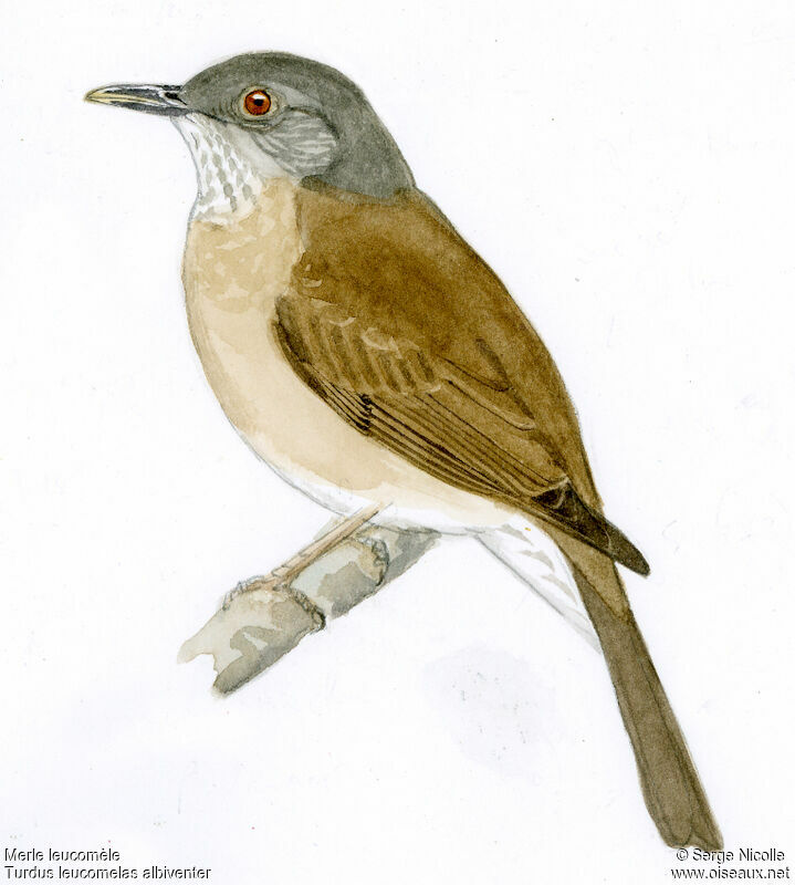 Pale-breasted Thrush, identification