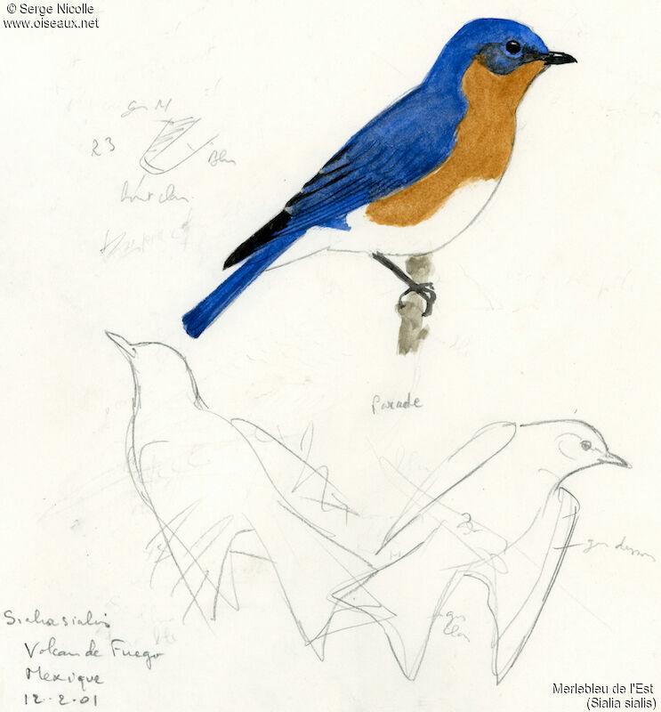 Eastern Bluebird, identification
